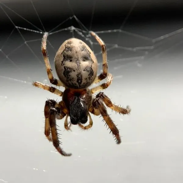 Furrow Orbweaver (Larinioides cornutus) hanging in its web somewhere in Starkville, Mississippi, USA