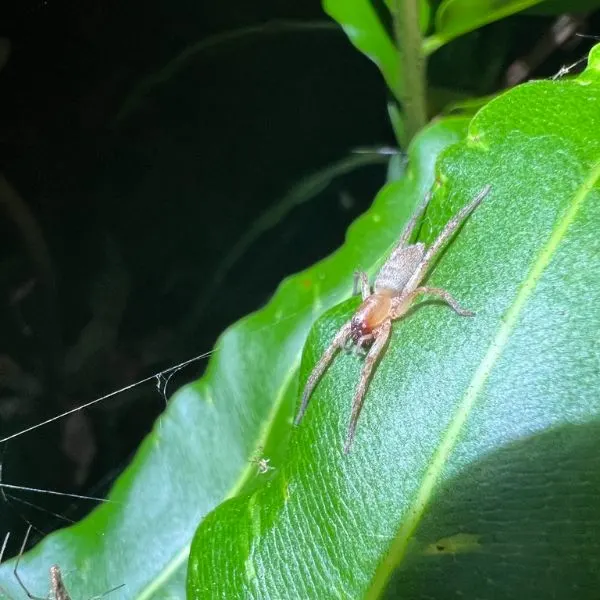 Garden Ghost Spider (Hibana gracilis) on a leaf in Florida, USA