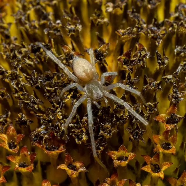 Northern Yellow Sac Spider (Cheiracanthium mildei) walking along small yellow flowers in Millcreek, Utah, USA