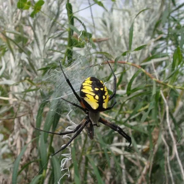 Black and Yellow Garden Spider (Argiope aurantia) on its web in tall grass in Theodore Roosevelt National Memorial Park, North Dakota, USA