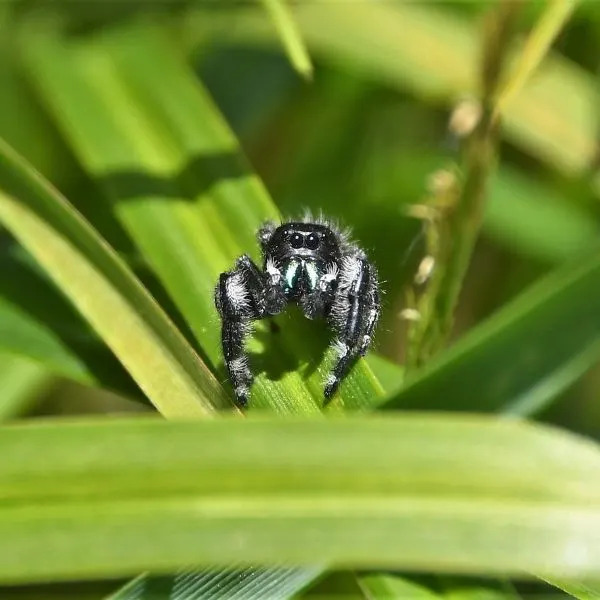 Bold Jumping Spider (Phidippus audax) in the sunlight on a blade of grass in Pochahontas, West Virginia, USA