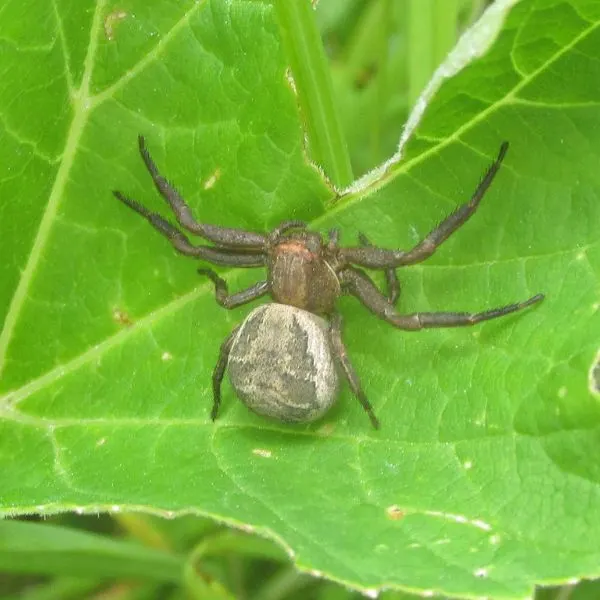 Ground Crab Spider (Xysticus sphericus) taking shade on a leaf in Pennington County, South Dakota, USA