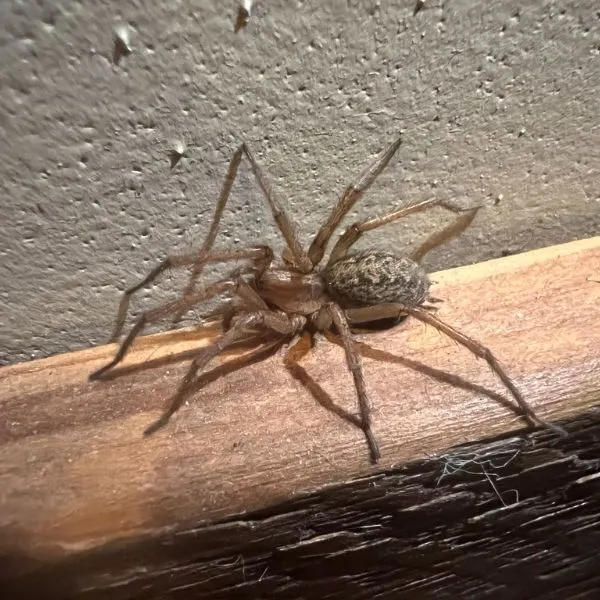 Hobo Spider (Eratigena agrestis) on a wooden corner of a wall in Lolo, Montana, USA