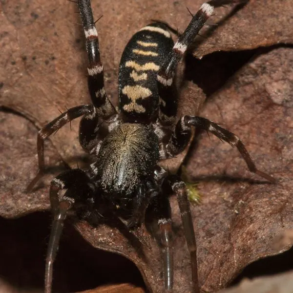 Long-palped Ant-mimic Sac Spider (Castianeira longipalpa) walking along a dry brown leaf in South Carolina, USA