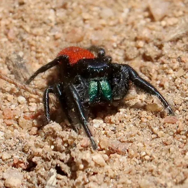 Red-backed Jumping Spider (Phidippus johnsoni) on pebbly dirt in San Diego National Wildlife Refuge, California, USA
