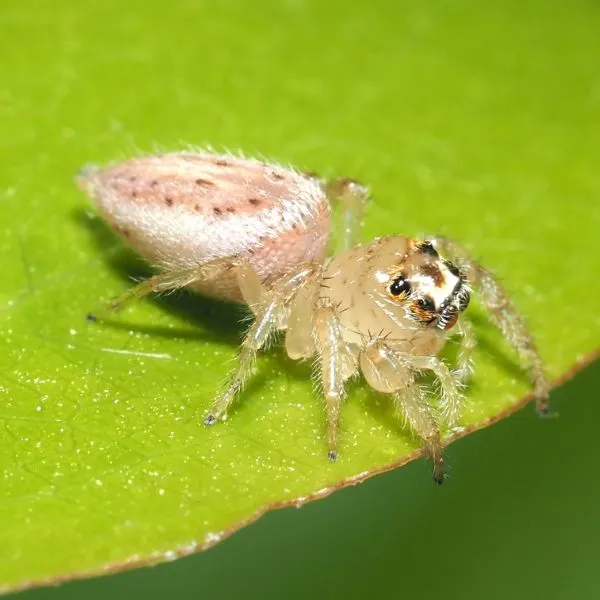 Sylvan Jumping Spider (Colonus sylvanus) on the edge of a leaf in the sunlight in Virginia, USA