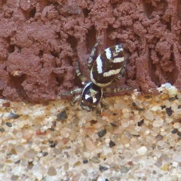 Zebra Jumping Spider (Salticus scenicus) on a red and rocky wall in Fargo, North Dakota, USA