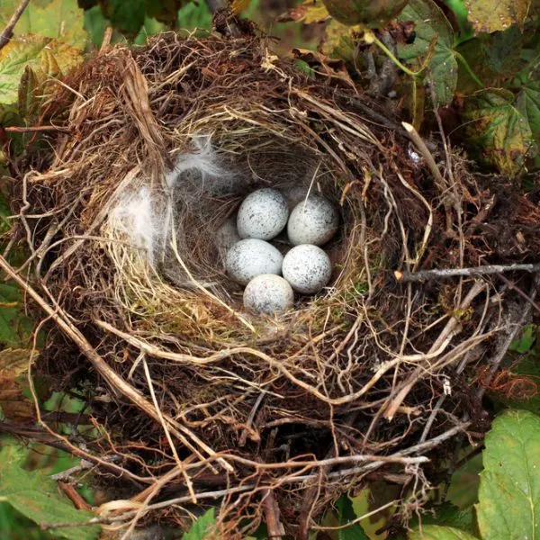 Birds eggs in a nest