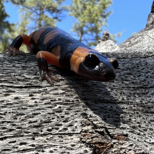 Black and orange Large-blotched Ensatina (Ensatina eschscholtzii ssp. klauberi) crawling over log looking at camera