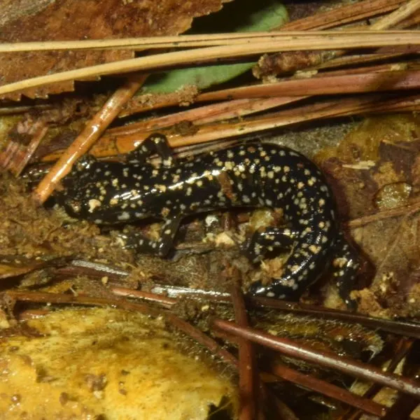 Black and yellow spotted Louisiana Slimy Salamander (Plethodon kisatchie)
