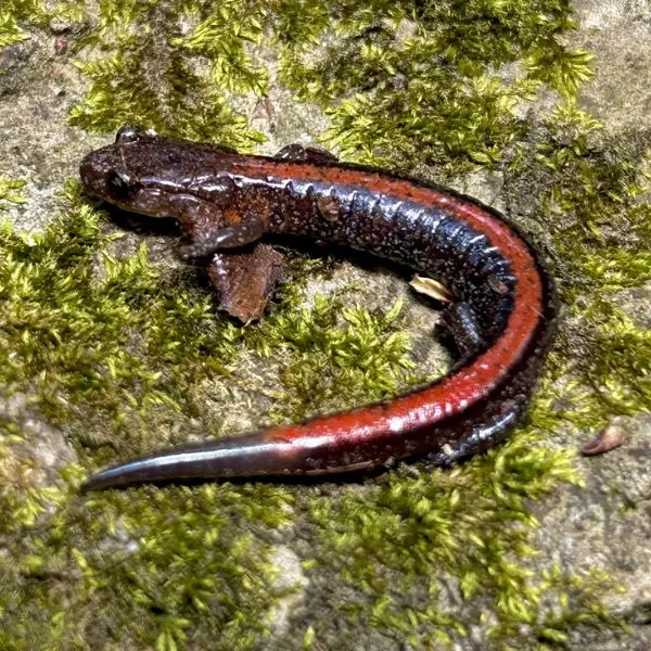 Black with red stripe Ozark Zigzag Salamander (Plethodon angusticlavius) on mossy rock