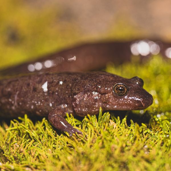 Blackbellly Salamander (Desmognathus quadramaculatus) on green short leaves in Greenville County, South Carolina, USA