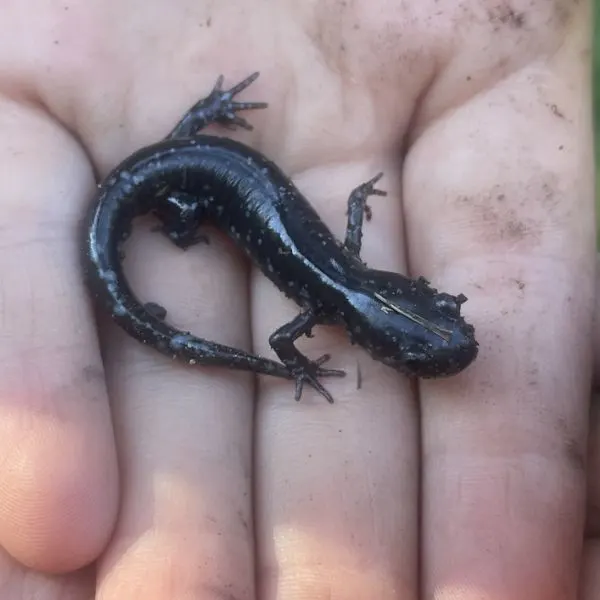 Blue Spotted Salamander (Ambystoma laterale) being held in hand