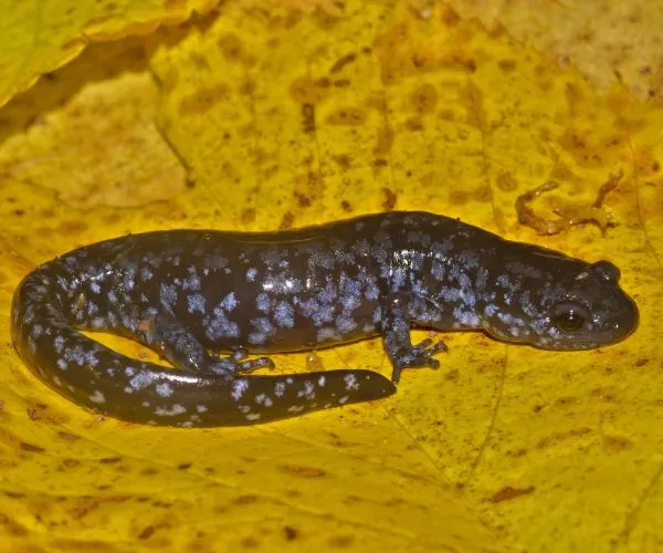 Blue-spotted Salamander (Ambystoma laterale) on a large yellow leaf