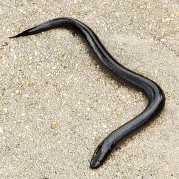 Close up of Three-Toed Amphiuma (Amphiuma Tridactylum) on walking path
