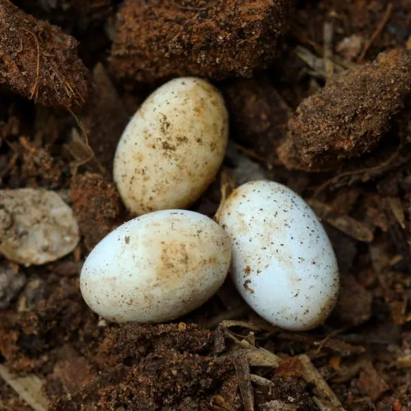 Cobra eggs in moist dirt and wood chips