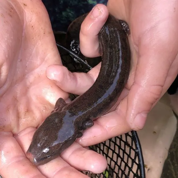 Common Mudpuppy (Necturus maculosus) caught in net and being held for picture