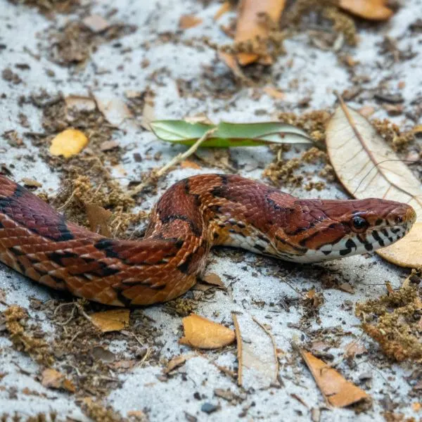 Corn Snake on a rock among leaves and dried flower particles in Camden County, Georgia, USA