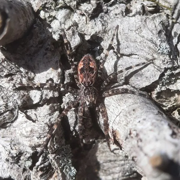 Dark Fishing Spider (Dolomedes tenebrosus) on a grey tree trunk in Bristol, Rhode Island, USA