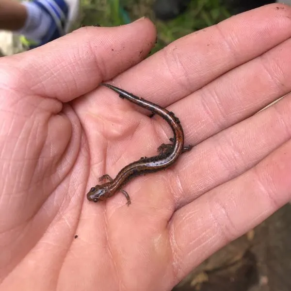 Eastern Red-backed Salamander (Plethodon cinereus) held in hand for a picture