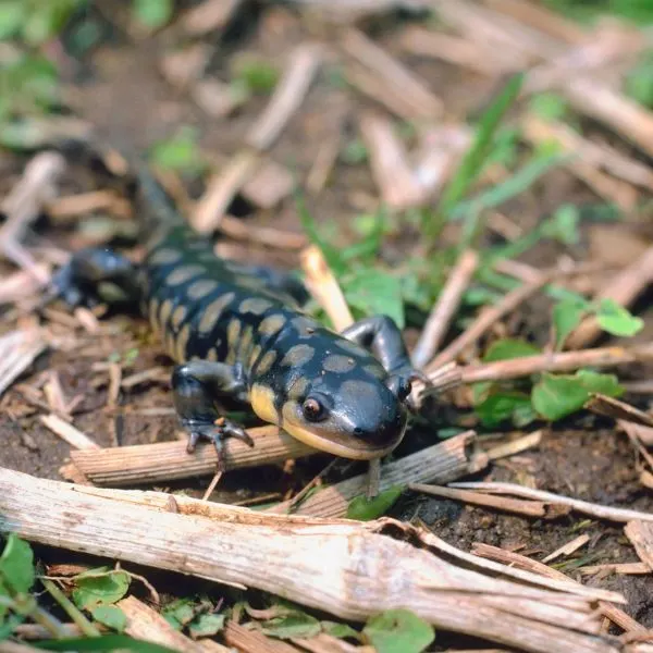 Eastern tiger salamander (Ambystoma tigrinum) found in woods on ground close up