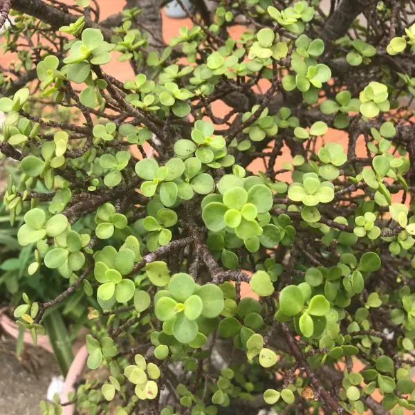 Elephant Bush potted somewhere outdoors in Taiwan, Asia