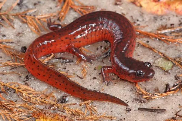 Gulf Coast Mud Salamander (Pseudotriton montanus flavissimus) close up on snow with debree around