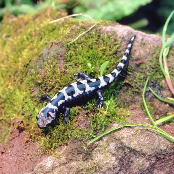 Marbled Salamander (Ambystoma opacum) on a rock with moss