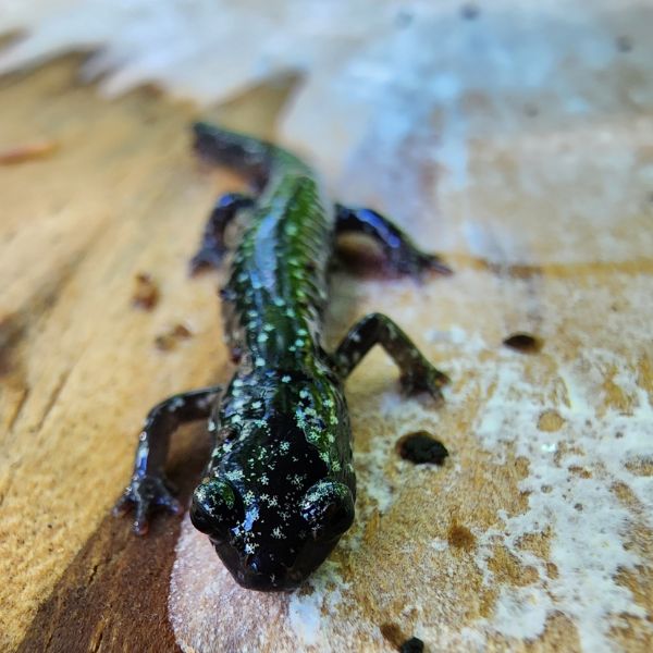 Mississippi Slimy Salamander (Plethodon mississippi) on table with close up of head and face