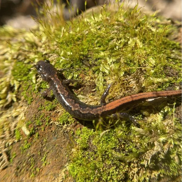 Northern Zigzag Salamander (Plethodon dorsalis) on moss