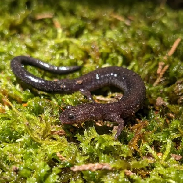 Ravine Salamander (Plethodon electromorphus) on moss