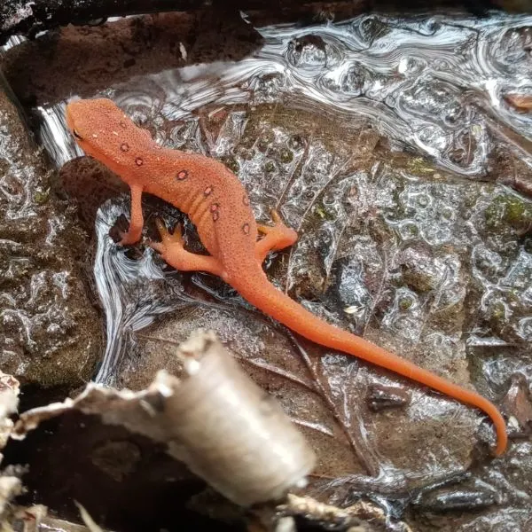 Red Spotted Eastern Newt (Notophthalmus viridescens) in stream on leaf