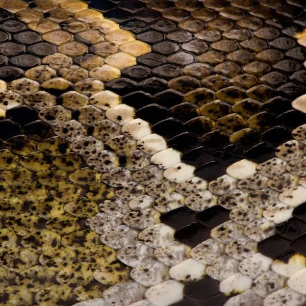 Scales of a python up close