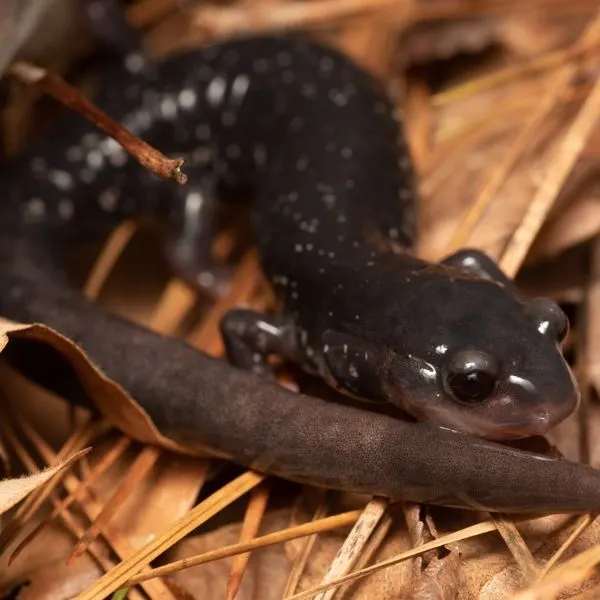 Slimy Salamander (Plethodon glutinosus) on dry leaves and pine needles in Laurens County, South Carolina, USA