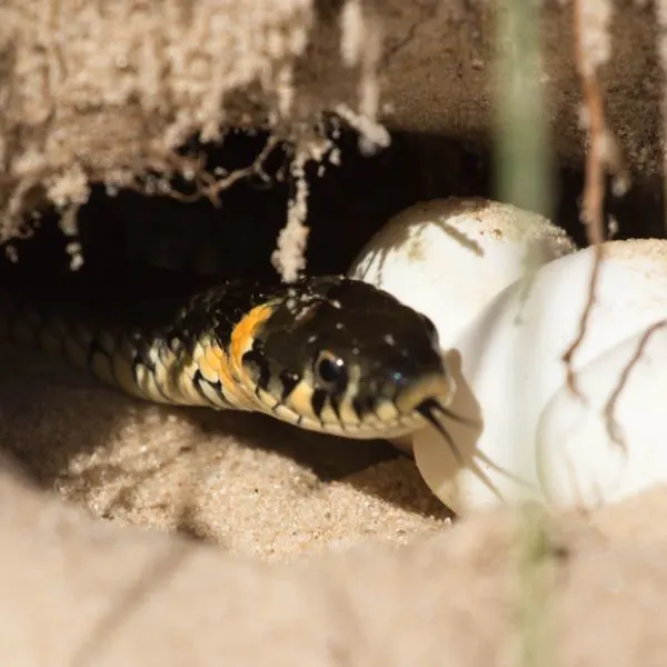 Small snake with its eggs inside of a sand mound