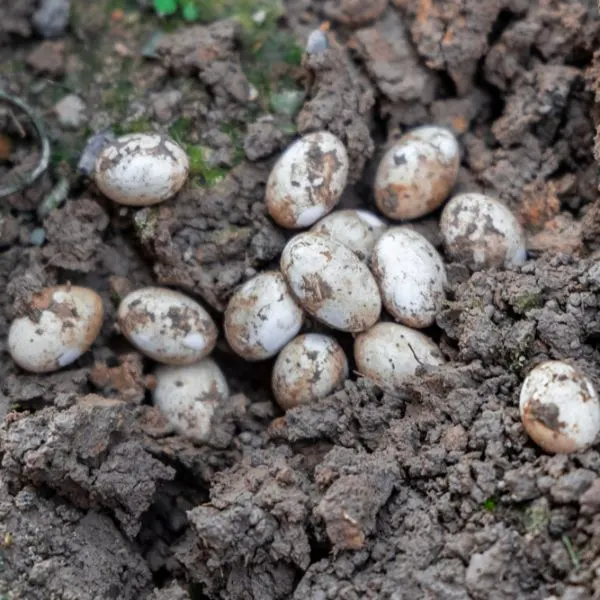 Snake eggs in wet dirt and mud