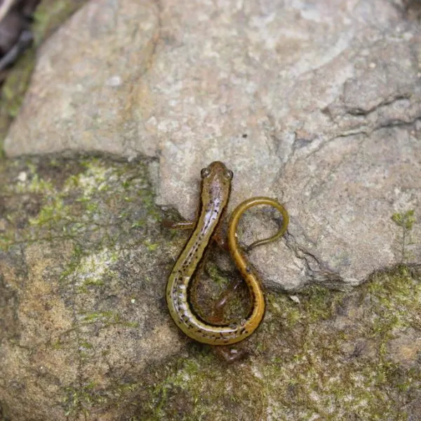 Southern Two-lined Salamander (Eurycea cirrigera) walking up a mossy rock in Morgan County, Tennessee, USA