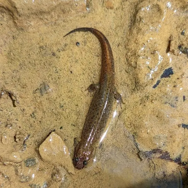 Spotted Dusky Salamander (Desmognathus conanti) in shallow sandy creek