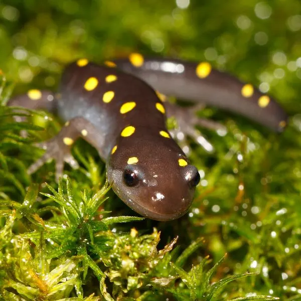 Spotted salamander (Ambystoma maculatum) in foliage