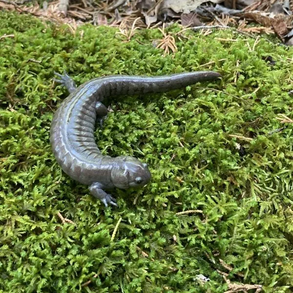 Streamside Salamander (Ambystoma barbouri) on patch of moss