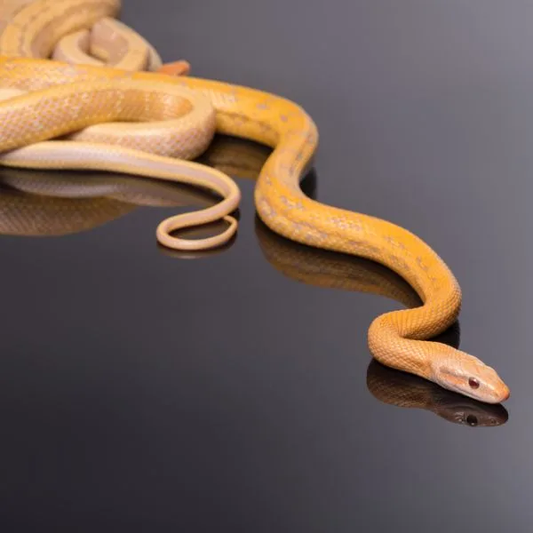 Yellow snake moving across a mirrored and dark surface