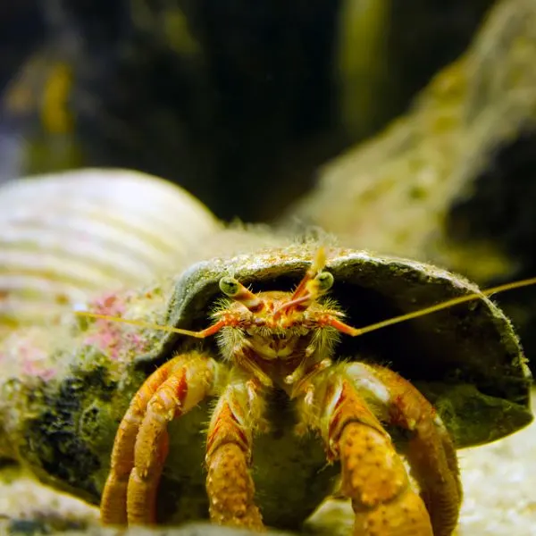 Hermit Crab looking out it's tank at camera