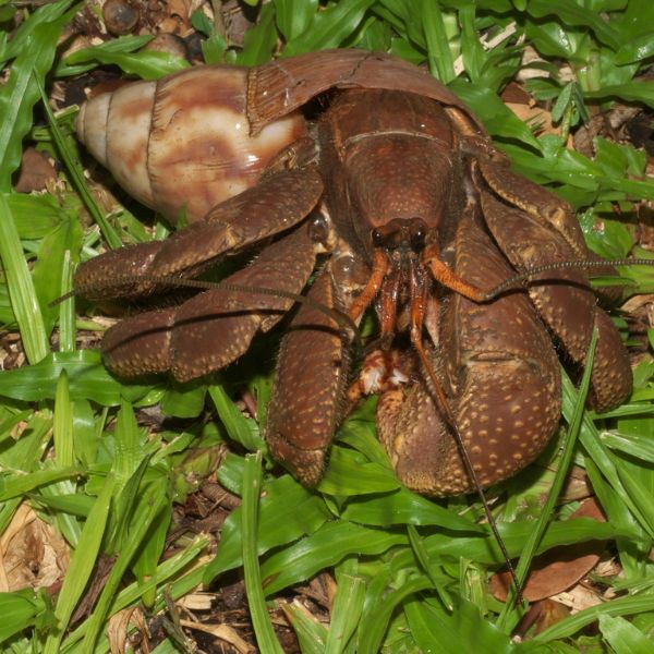 Indonesian Hermit Crab (Coenobita brevimanus) on grass somewhere in A'ana, Samoa, Oceania