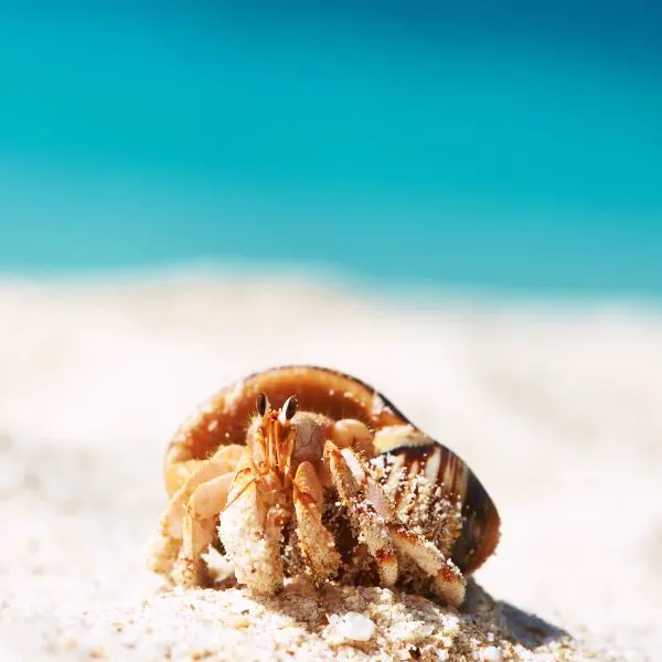 Little hermie on a tropical beach in the sun