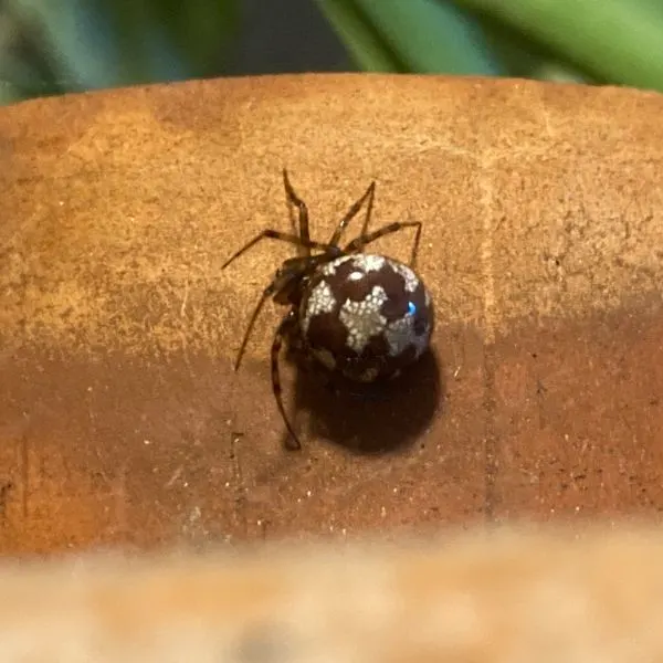 Triangulate Combfoot (Steatoda triangulosa) on a flower pot in Pocatello, Idaho, USA