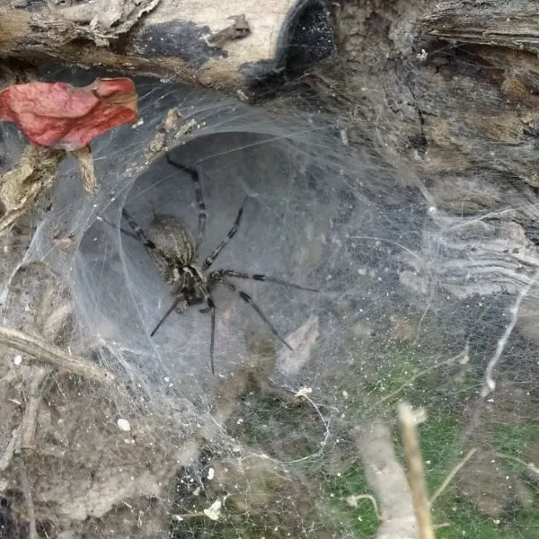 American Grass Spider (Agelenopsis naevia) in it's funnel-like web in Madison County, Arkansas, USA