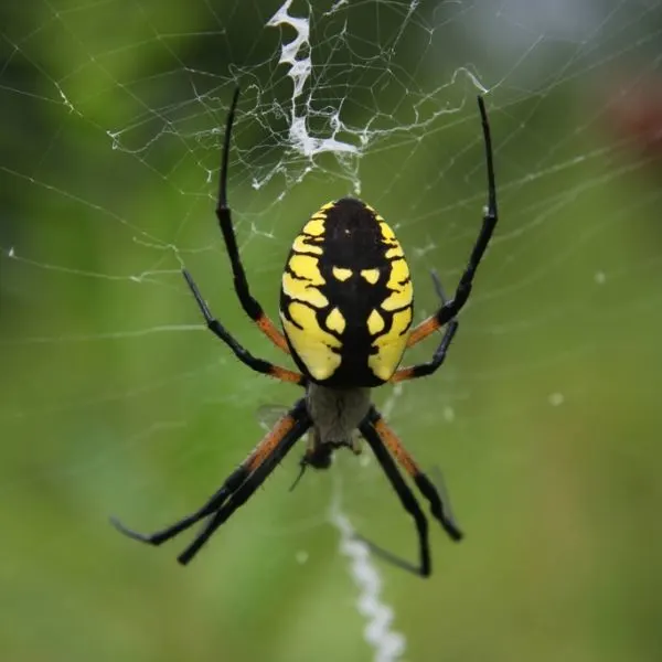 Black and Yellow Garden Spider (Argiope aurantia) on its web in Chicksaw County, Iowa, USA