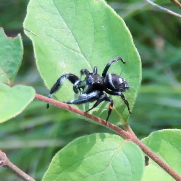 Bold Jumping Spider (Phidippus audax) on the stem of a leaf in Winterset, Iowa, USA