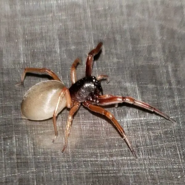 Broad-faced Sac Spider (Trachelas tranquillus) on a metal surface in Douglas Township, Iowa, USA