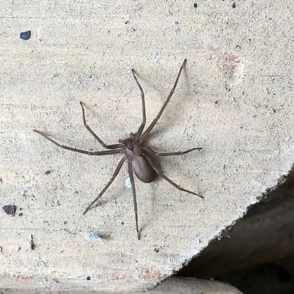 Brown Recluse (Loxosceles reclusa) sitting on a concrete wall in Clarinda, Iowa, USA